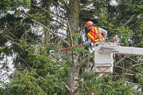 Bellmore tree removal
